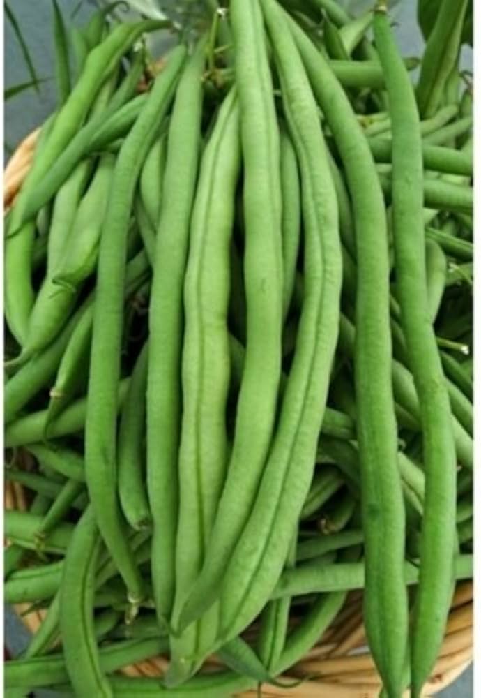 Kentucky Wonder Brown Pole Bean Seeds for Planting Home Vegetable Patch