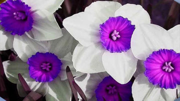 Violet (Violet White) seeds for planting in home garden