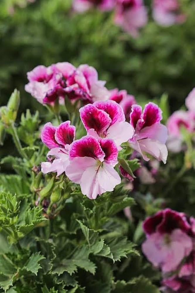 Geranium Pelargonium Flower Seeds – Garden & Balcony Blooms