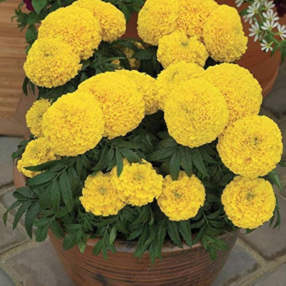 Goldmelisse Flower seeds for Planting - Compact Growth, Heirloom & GMO Free Seeds for Home Garden