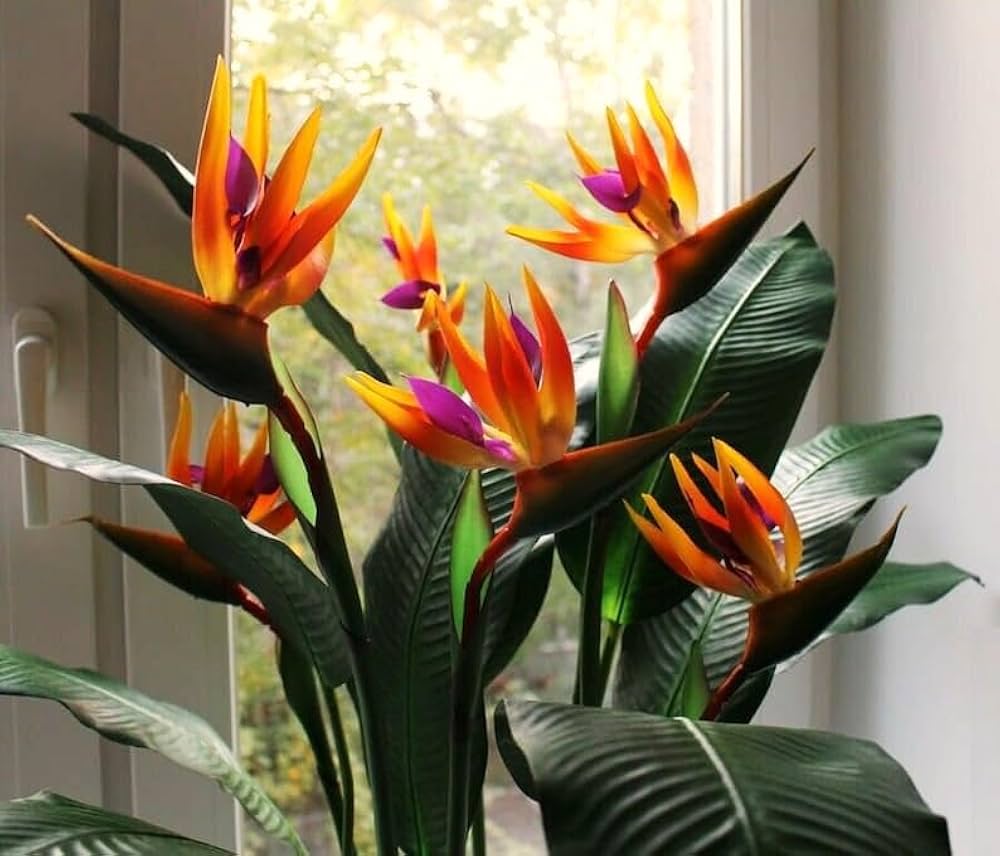 Orange & Violet Strelitzia Seeds - Perfect for Planting
