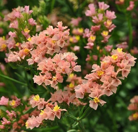 Apricot Statice Flower Seeds for Elegant Dried Flowers