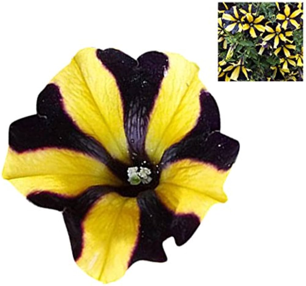 Pelletta Petunia Semi Ultra Semi Plum Vertical Seeds