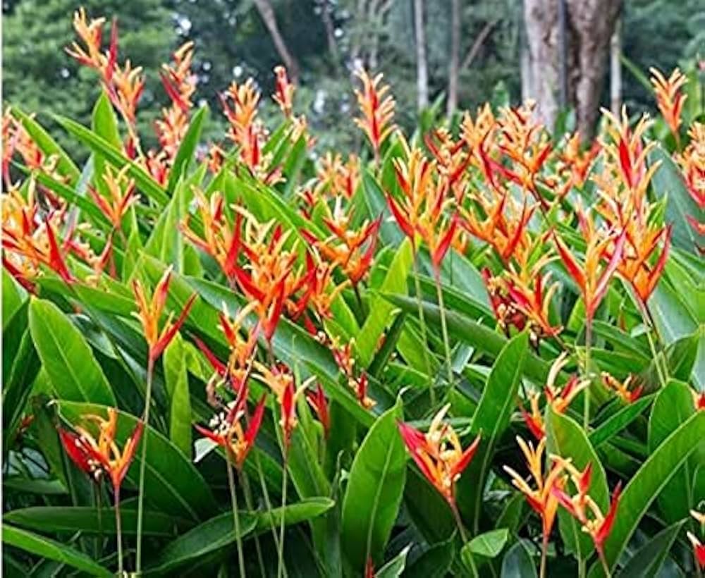 Heliconia Sclerotricha Seeds for Planting Heliconia sclerotricha for tropical gardens and flower beds