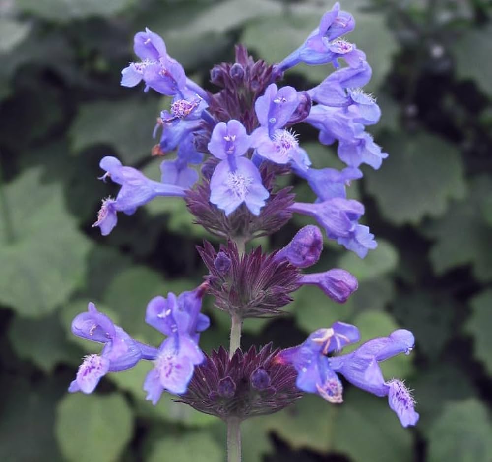 Nepeta Seeds for Planting Nepeta spp. for home gardens and herb beds