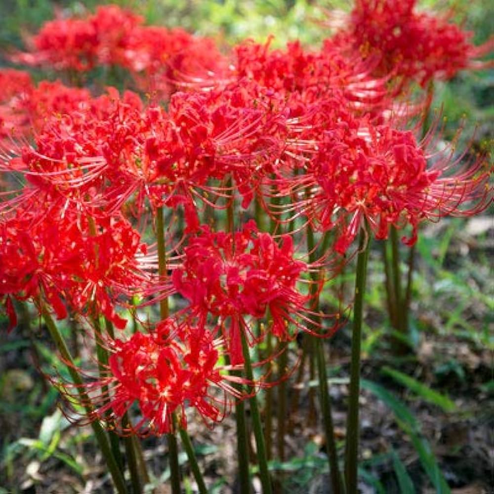 Lycoris Flower seeds for Planting - Hardy Variety, Heirloom & GMO Free Seeds for Home Garden