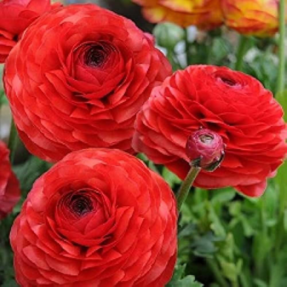 Red Ranunculus Flower seeds for Planting - Compact Growth, Heirloom & GMO Free Seeds for Home Garden