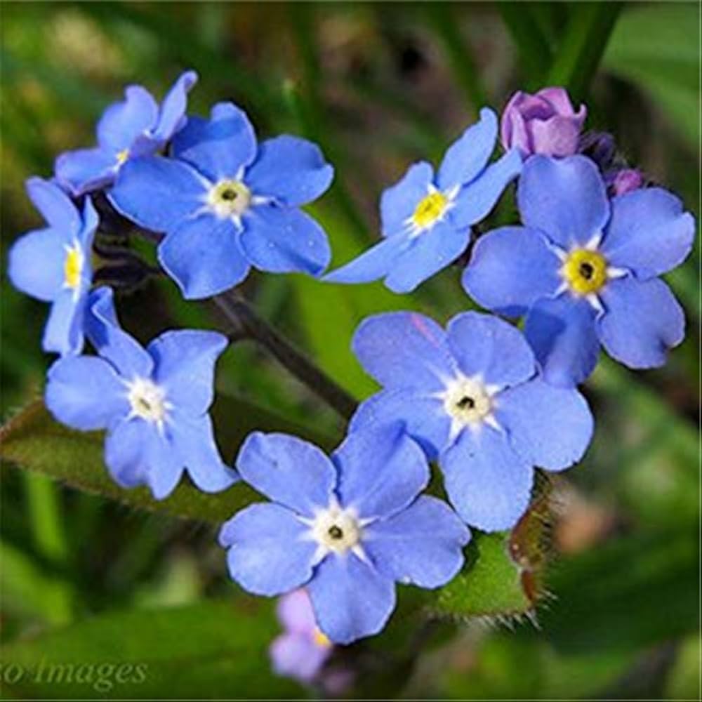 Myosotis Sylvatica Seeds for Planting Myosotis sylvatica for flower beds and woodland gardens