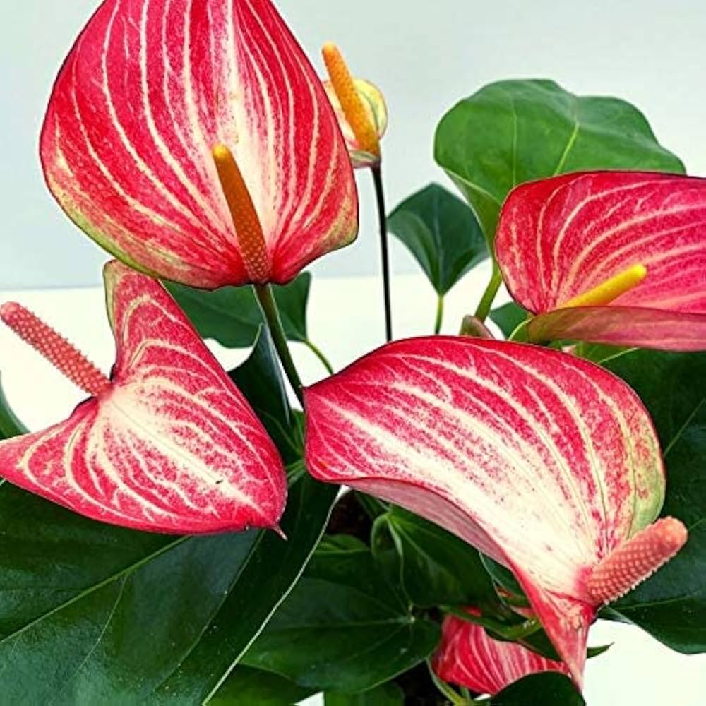 Red White Anthurium for Planting Cut Flower Favorite Heirloom & GMO Free Seeds for Home Garden
 
 Sale