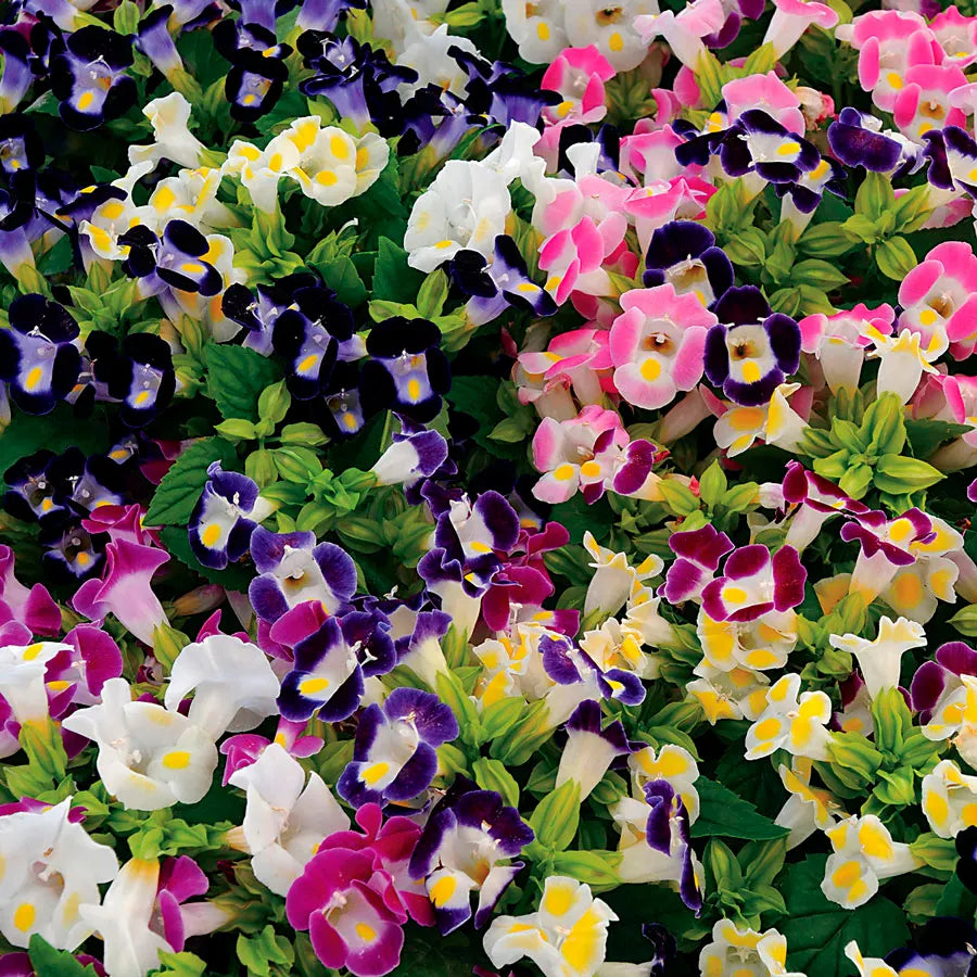 Mix Fournieri Flower seeds for Planting - Hardy Variety, Heirloom & GMO Free Seeds for Home Garden