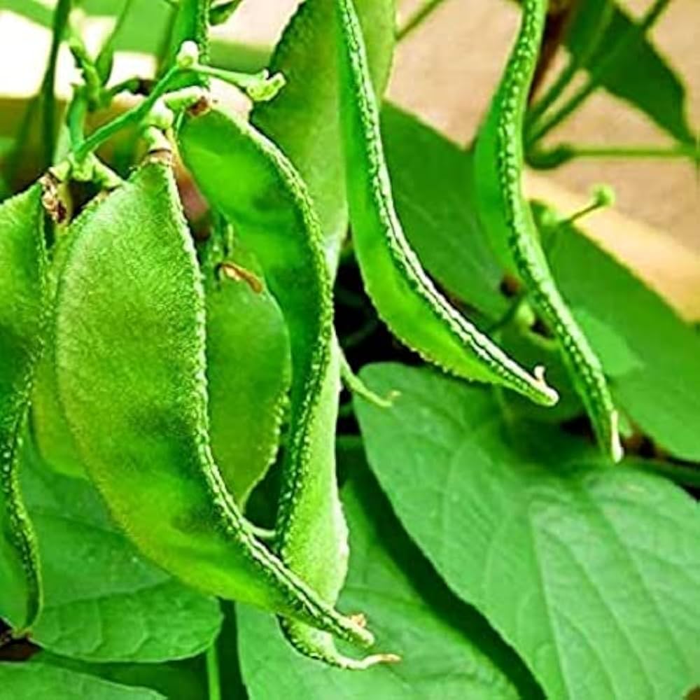 Hyacinth Bean Seeds for Planting Lablab purpureus for vegetable patches and home gardens