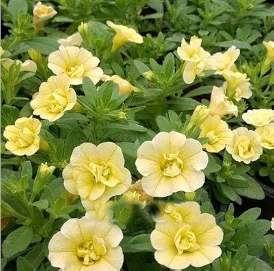 Yellow Double Petunia Flower Seeds for Planting Heirloom NONGMO Beautiful Garden Blooms Premium Quality 
 
 Sale