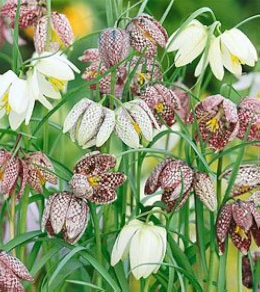 Fritillaria Persica Seeds for Planting Fritillaria persica for flower beds and ornamental gardens