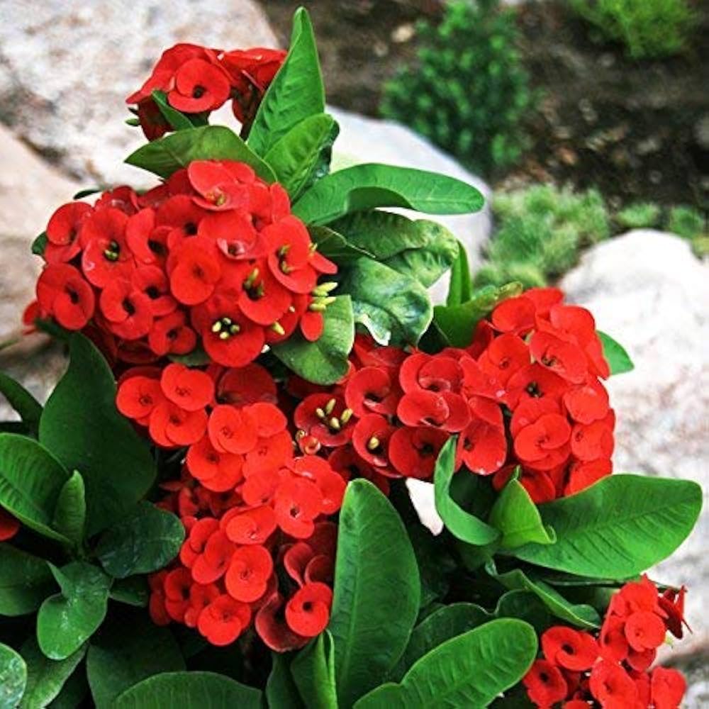 Deep Red Euphorbia Milii Flower seeds for Planting - Pollinator Friendly, Heirloom & GMO Free Seeds for Home Garden
