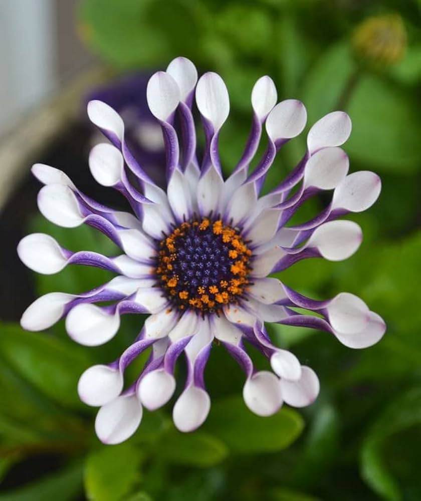 Osteospermum Flower Seeds Dimorphotheca ecklonis for Planting in Flower Bed