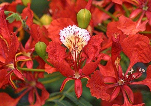 Red Bonsai Flower Seeds for Planting