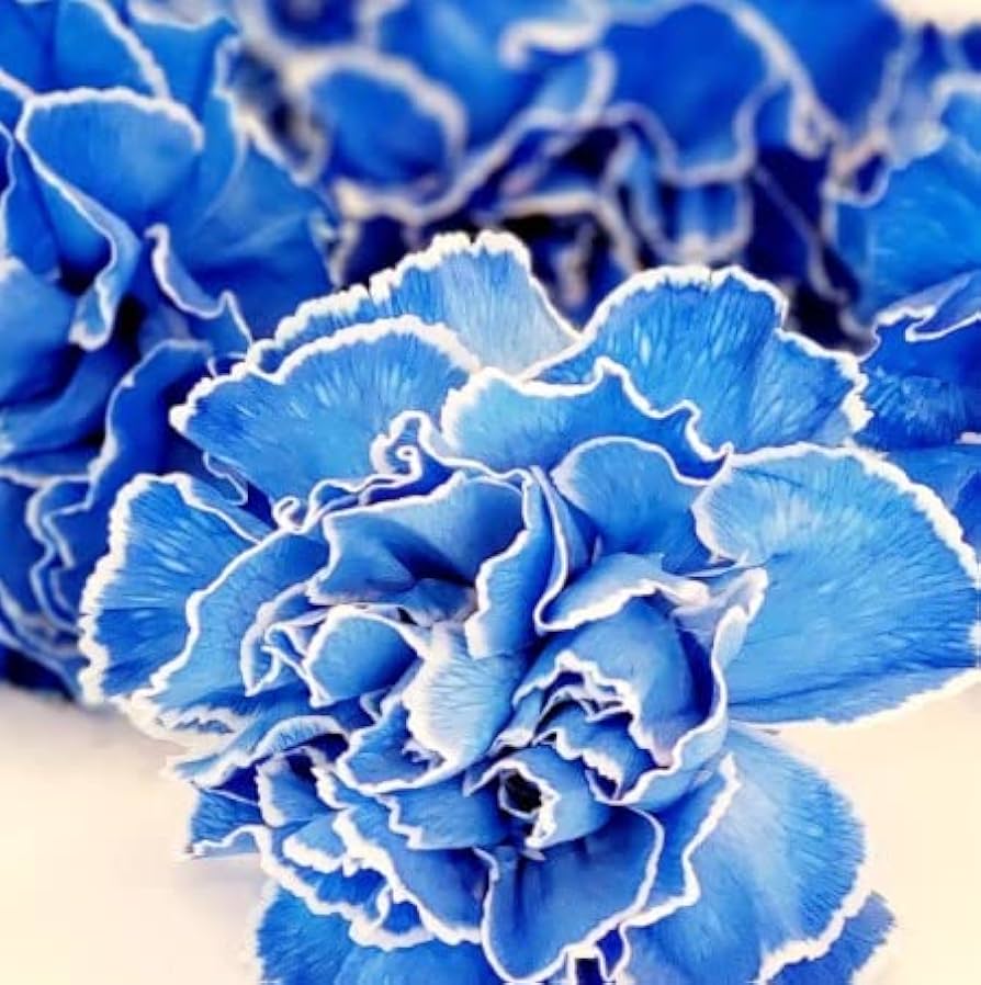 White Blue Dianthus Caryophyllus Flower Seeds for Planting Perfect for Borders Heirloom & GMO Free Seeds for Home Garden
 
 Sale
