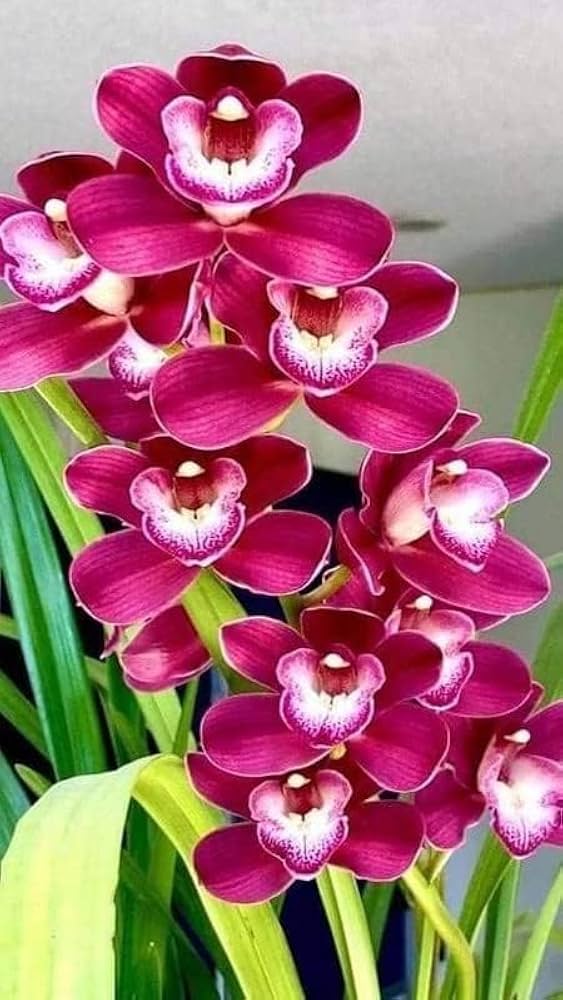 Pink Red Dendrobium Flower seeds for Planting - Drought Tolerant, Heirloom & GMO Free Seeds for Home Garden