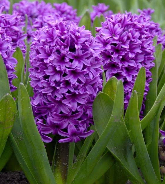 Hyacinth Purple Flower seeds for Planting - Compact Growth, Heirloom & GMO Free Seeds for Home Garden