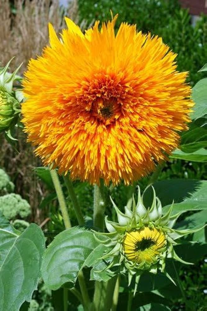 Helianthus Salicifolius Flower seeds for Planting - Cut Flower Favorite, Heirloom & GMO Free Seeds for Home Garden