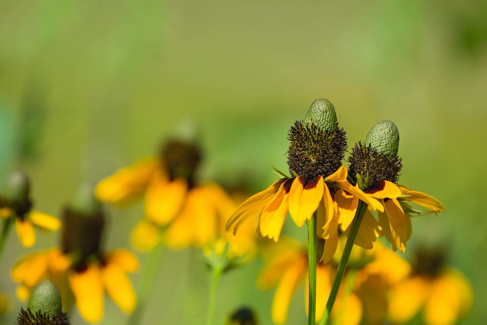 Yellow Clasping Coneflower Rudbeckia hirta Seeds for Planting - Perfect for Flower Bed & Wildflower Garden