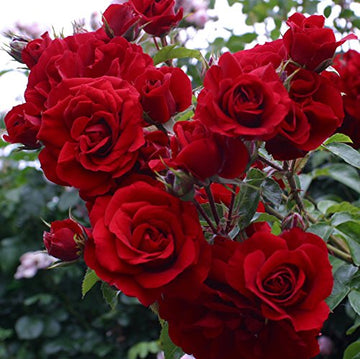 Dark Red Climbing Rose Flower seeds for Planting - Shade Tolerant, Heirloom & GMO Free Seeds for Home Garden