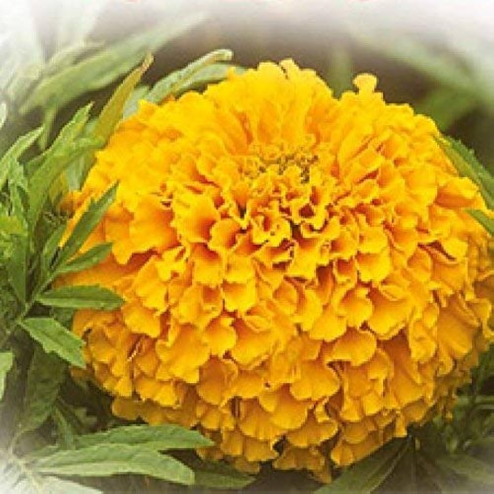 African Marigold Tagetes Seeds – Bright Orange-Yellow Flower Mix