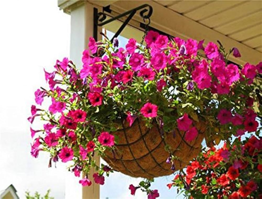 Pink Petunia Flower seeds for Planting - Seasonal Bloomer, Heirloom & GMO Free Seeds for Home Garden