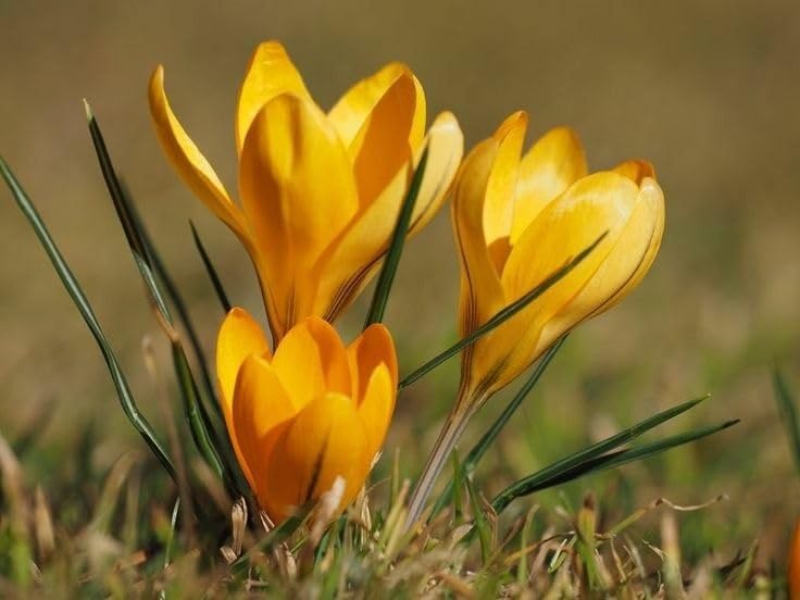 Yellow Crocus Flower seeds for Planting - Wildflower Mix, Heirloom & GMO Free Seeds for Home Garden