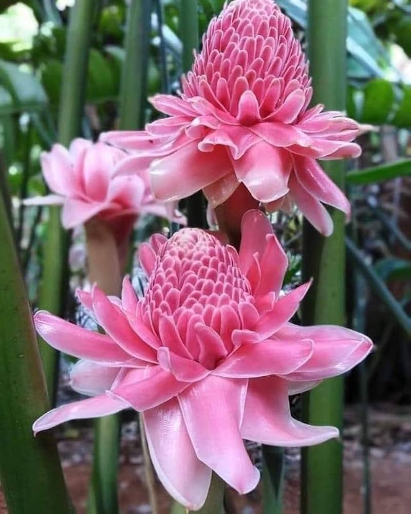 Pink Torch Ginger Flower seeds for Planting - Colorful Display, Heirloom & GMO Free Seeds for Home Garden