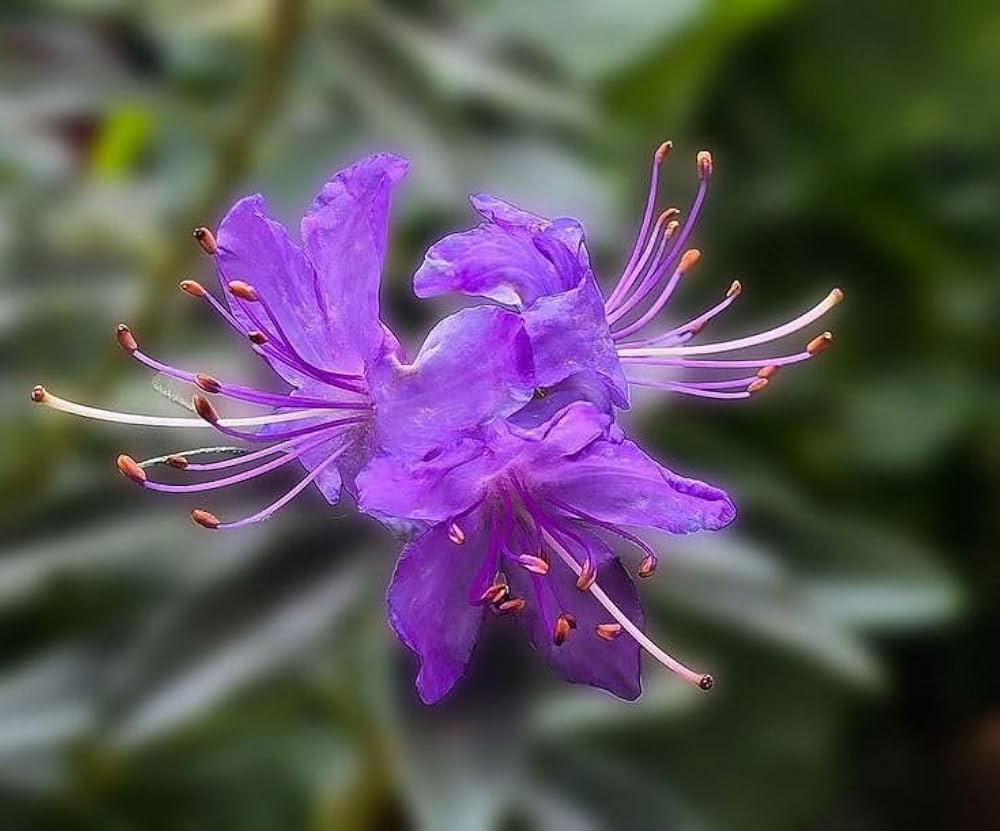 Purple Azalea Flower seeds for Planting - Easy to Grow, Heirloom & GMO Free Seeds for Home Garden