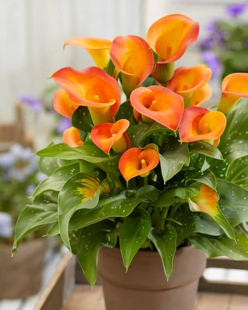 Calla Flower Seeds Red Yellow Flower seeds for Planting - Easy to Grow, Heirloom & GMO Free Seeds for Home Garden