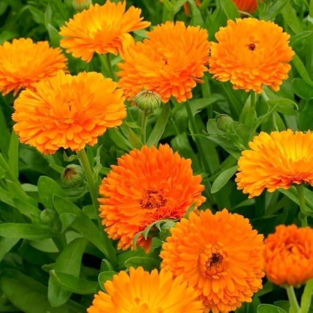 Calendula Triangle Flower Seeds – Tri-Color Re-Seeding Annual Blooms