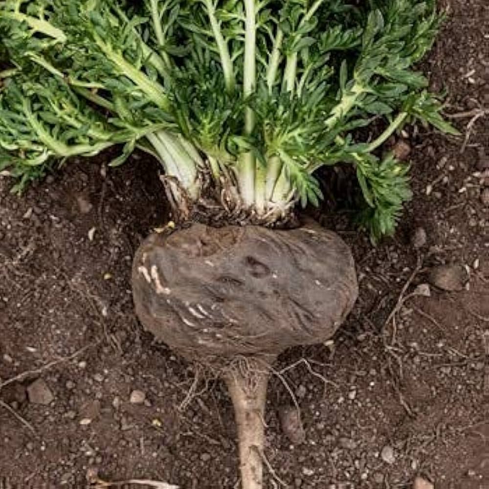 Maca Root Seeds for Planting Lepidium meyenii for vegetable patches and herbal gardens