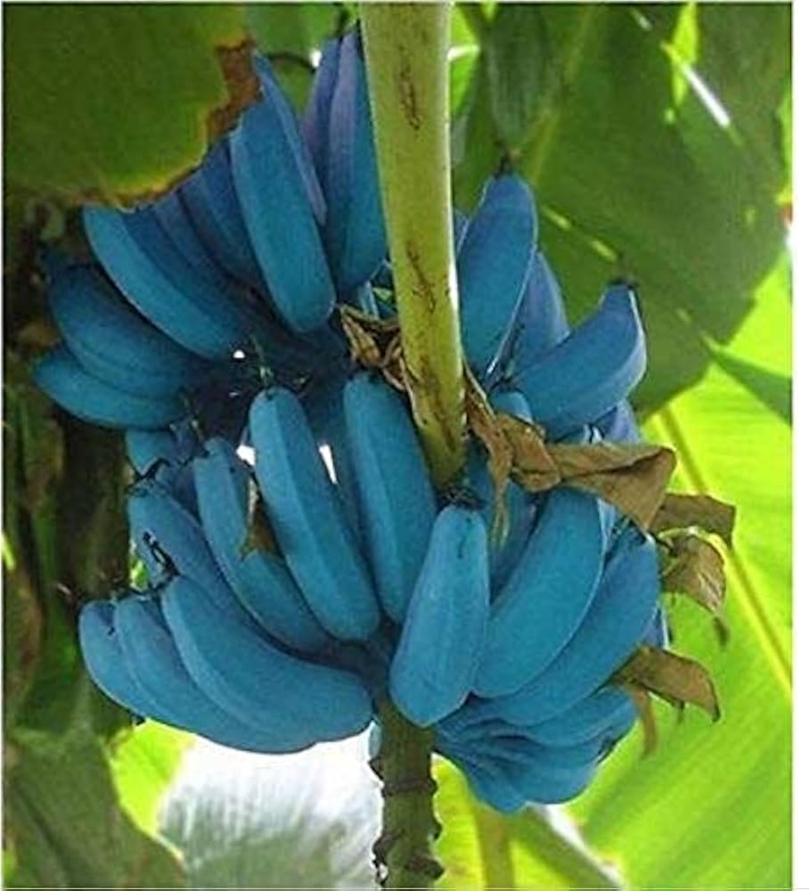 Banana Fruit Seeds for Planting Guide