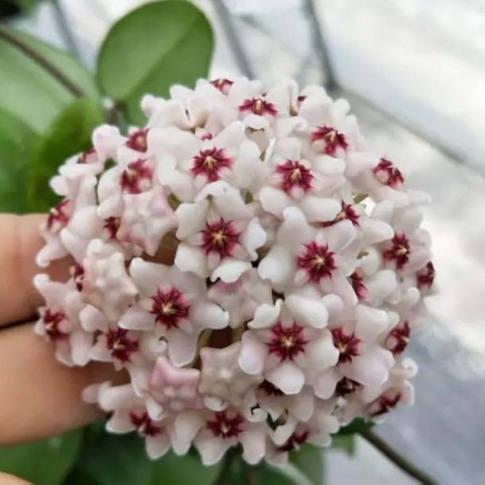 Purple White Hoya Carnosa Flower Seeds for Planting Wildflower Mix Heirloom & GMO Free Seeds for Home Garden
 
 Sale
