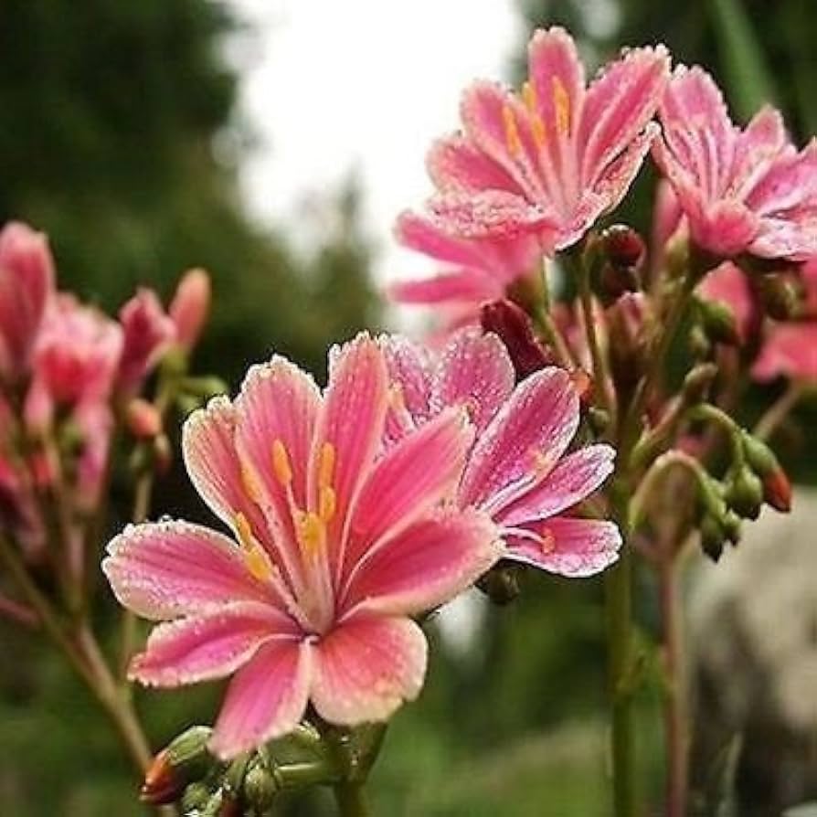 Lewisia Rainbow Seeds for Planting Lewisia spp. for rock gardens and ornamental flower beds