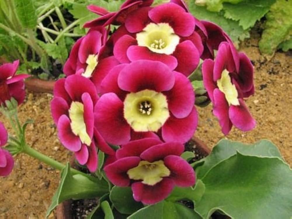Primrose Primula Vulgaris Flower Seeds