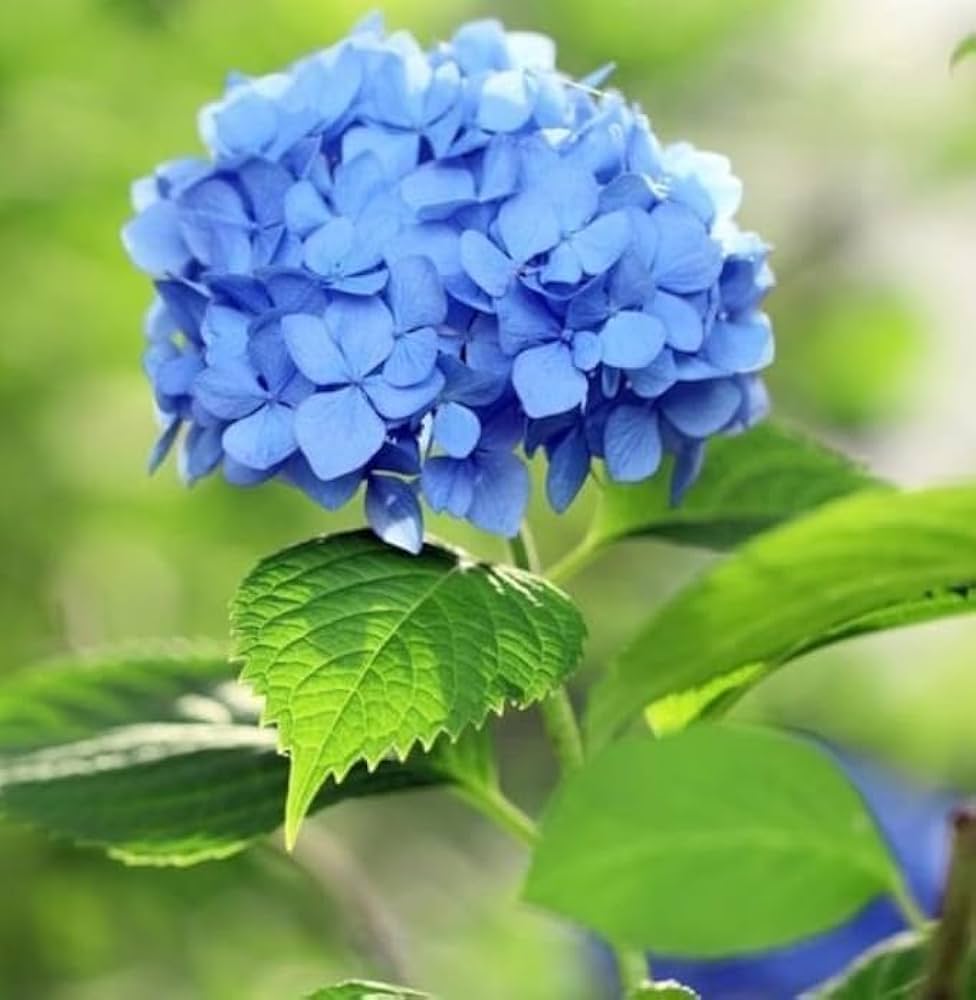 Sky Blue Hydrangea Flower seeds for Planting - Fragrant Blossoms, Heirloom & GMO Free Seeds for Home Garden