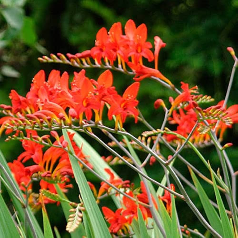 Bressingham Flower seeds for Planting - Hardy Variety, Heirloom & GMO Free Seeds for Home Garden
