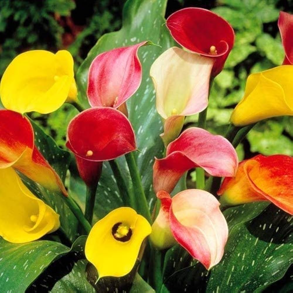 Calla Lilies Mix Flower Seeds for Planting | Vibrant Colorful Blooms - Evergrowseeds