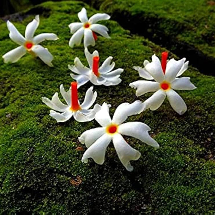 Night Blooming Jasmine Cestrum nocturnum for planting in flower bed.