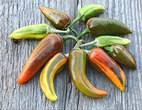 Fish Pepper Capsicum annuum Seeds for Planting in Vegetable Patch & Garden