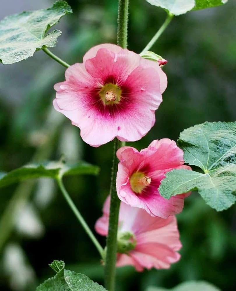 Pink and Yellow Futaba Alcea Rosea Flower seeds for Planting - Drought Tolerant, Heirloom & GMO Free Seeds for Home Gard