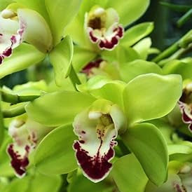 Green Butterfly Orchid Flower seeds for Planting - Sun Loving, Heirloom & GMO Free Seeds for Home Garden
 
 Sale for planting in home garden