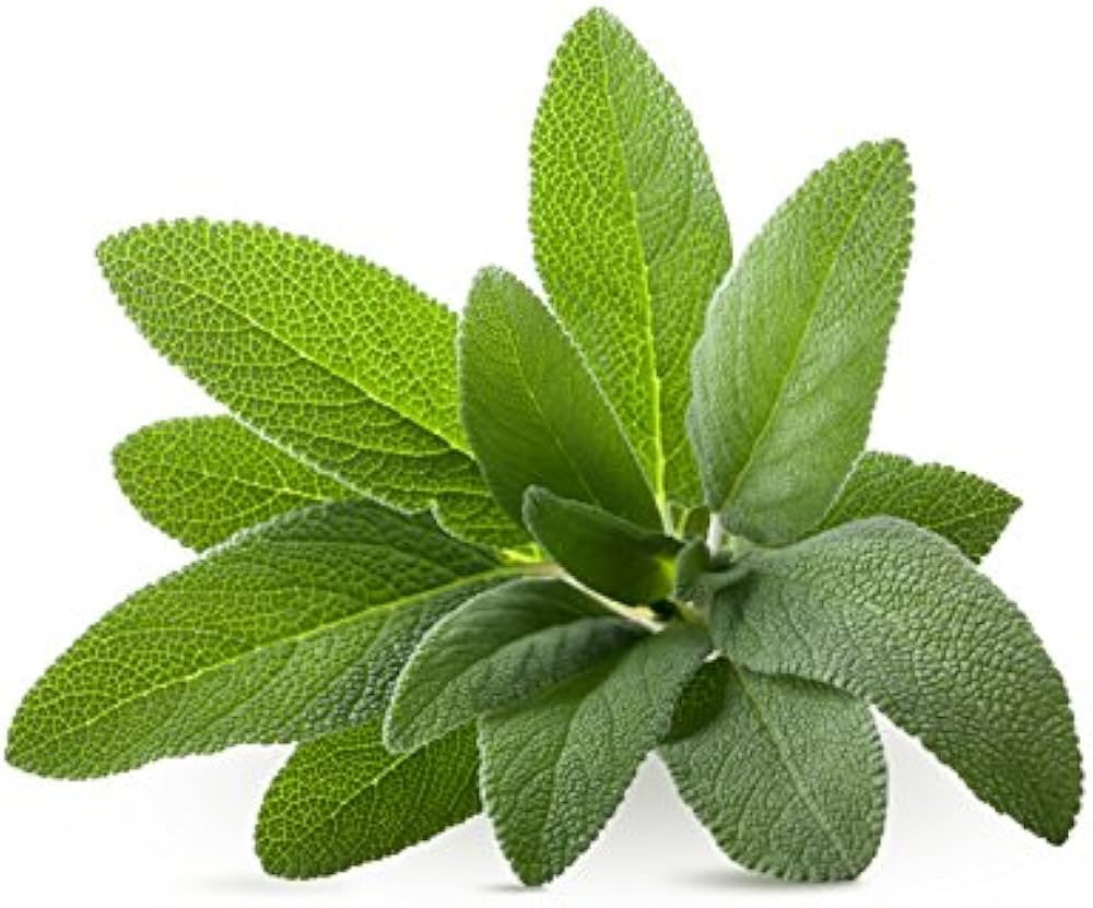 Sage Salvia officinalis Seeds for Planting - Great for Herb Garden & Vegetable Patch - Evergrowseeds