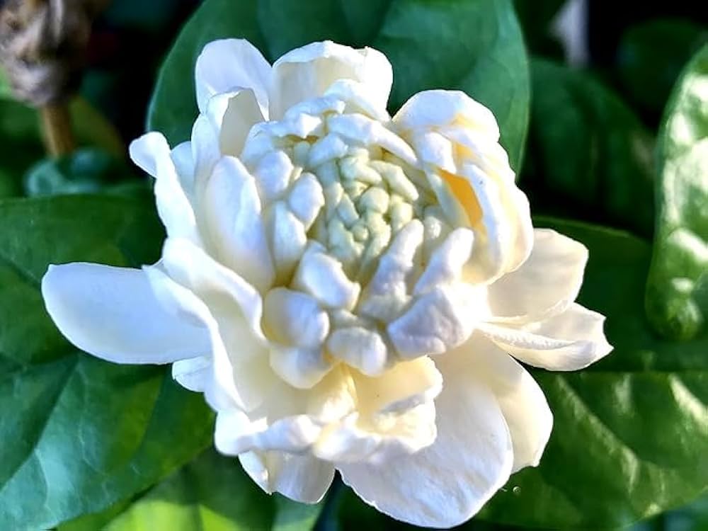 Evergrowseeds Arabian Jasmine flower seeds, Jasminum sambac, for planting in garden, showing small seed packets with jasmine seed images