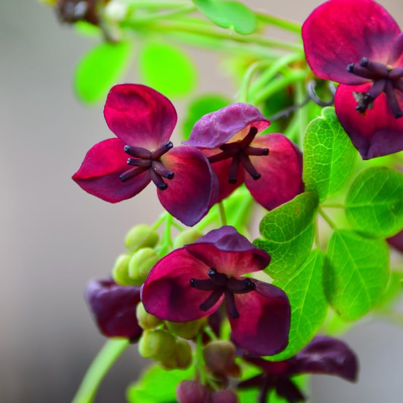 Akebia Flower seeds for Planting - Vibrant Colors, Heirloom & GMO Free Seeds for Home Garden