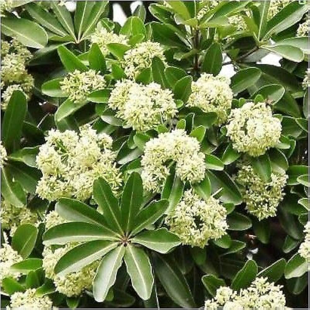 Ilex Paraguayensis Flower Seeds for Planting and Gardening Heirloom Non-GMO Seeds