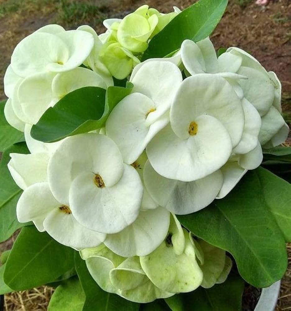 White Euphorbia Milii Seeds for Planting - Elegant Flower Seeds for a Stunning Garden - Evergrowseeds